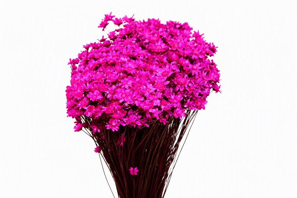 Dried Glixia Fuchsia Bunch