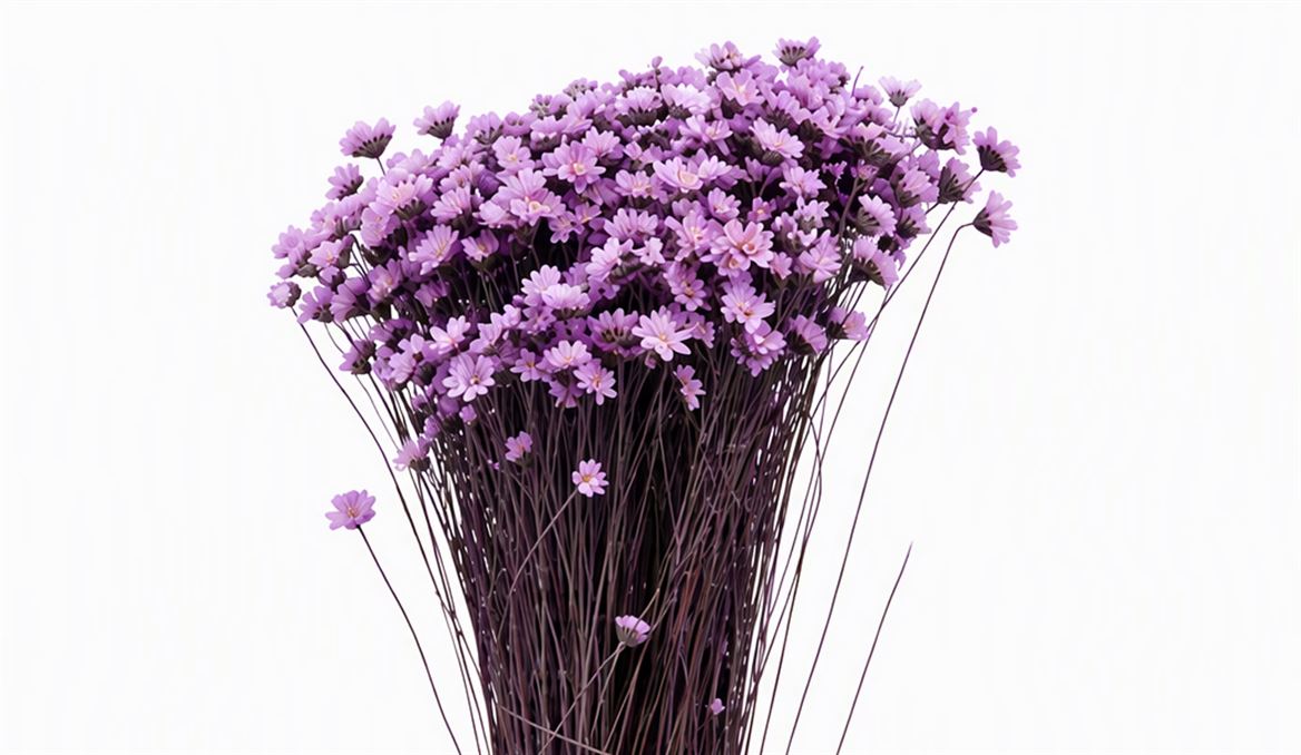 Dried Glixia Milka Bunch
