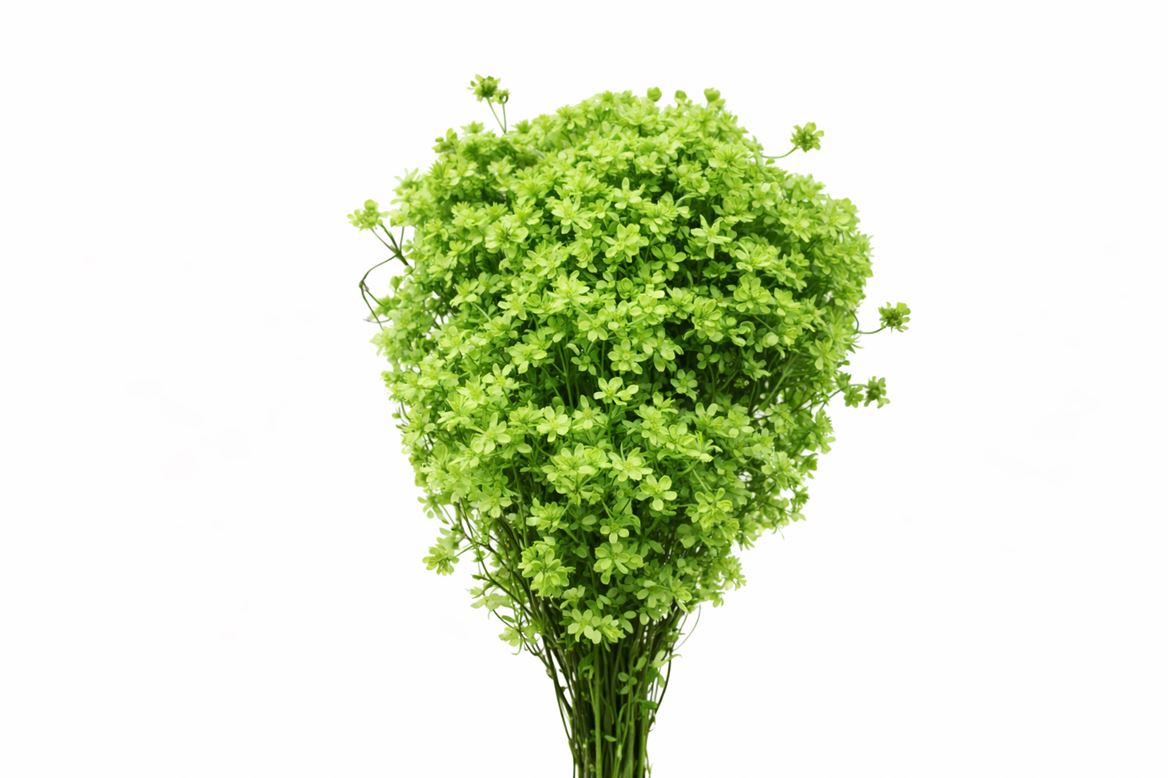 Dried Glixia L Green Bunch