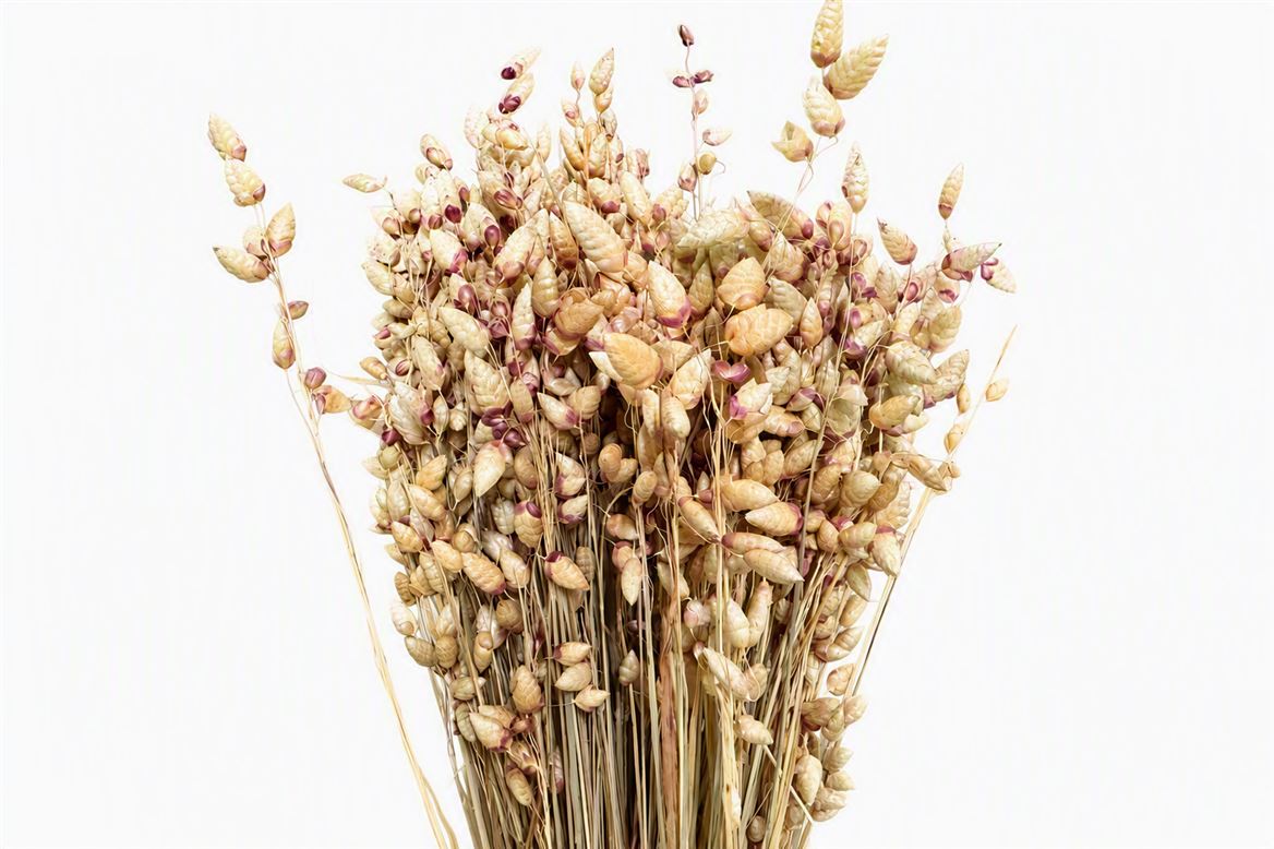 Dried Briza Maxima 100gr Natural Bunch