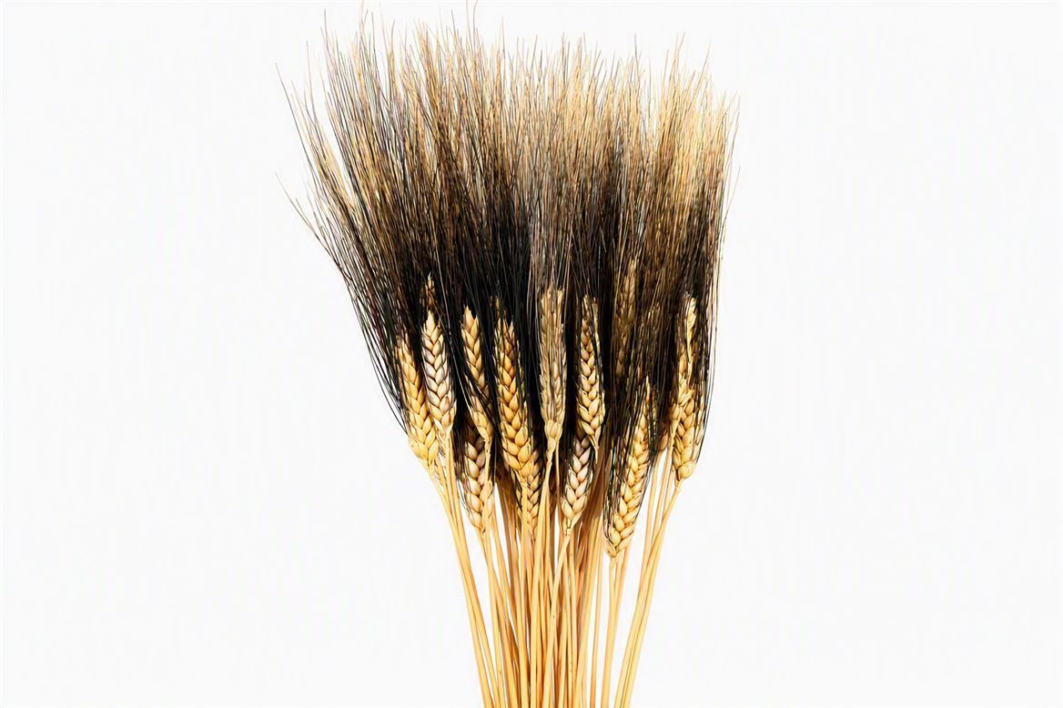 Dried Triticum Black Beard 200gr Bunch