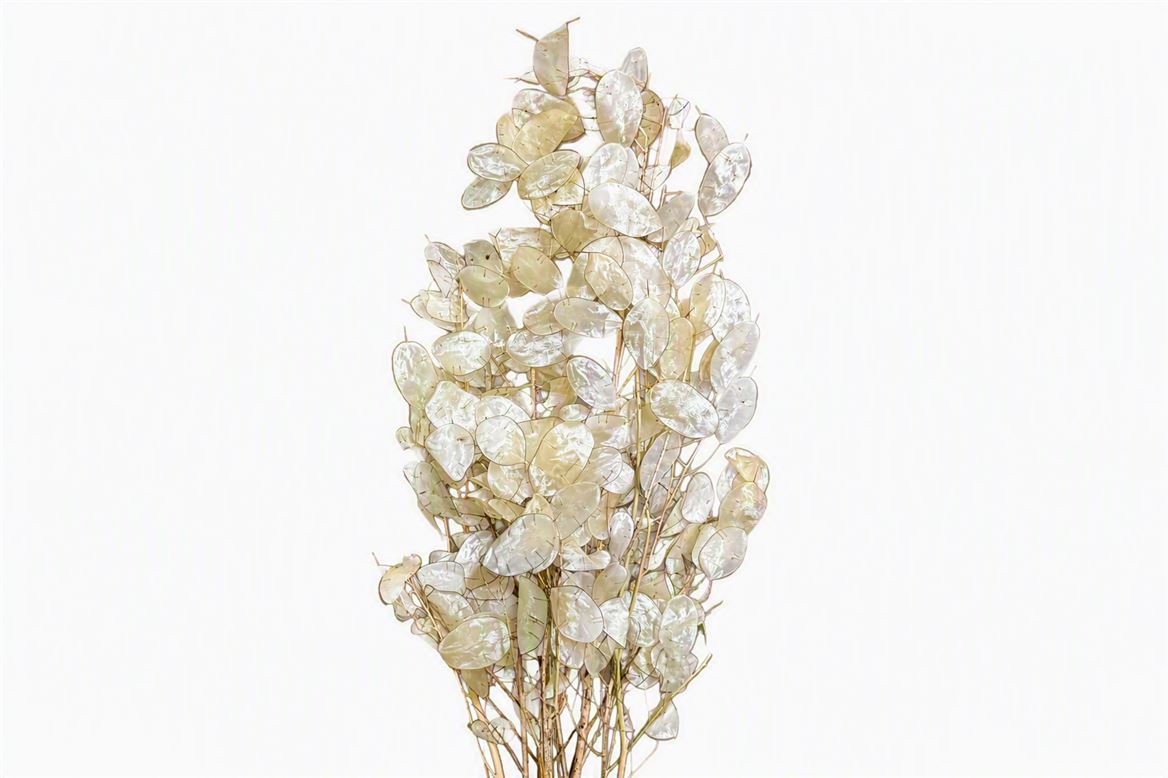 Dried Lunaria Nat Bleached Super 10st Bunch