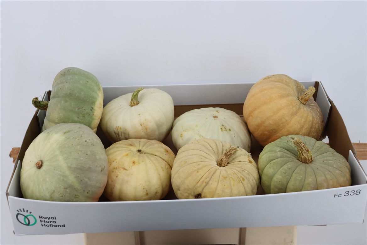 Cucurbita Jarrahdale