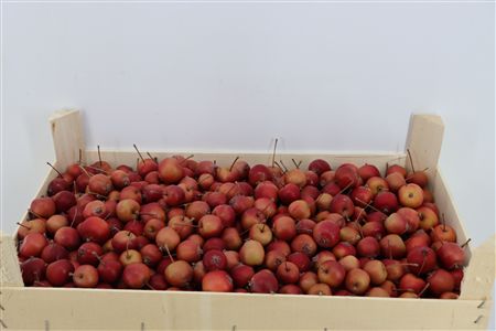 Sier Malusappel Red 5 Kg P Box