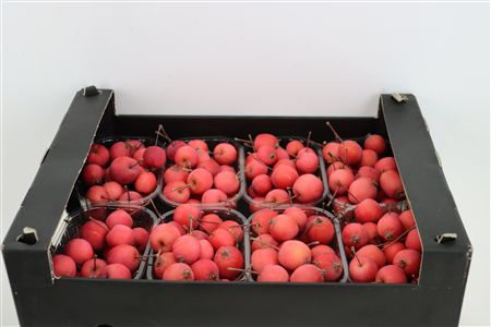 Sier Malusappel Red X8