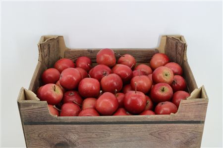 Sier Appels Red P Wdn Box