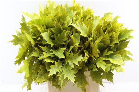Quercus Rubra Frosted Yellow
