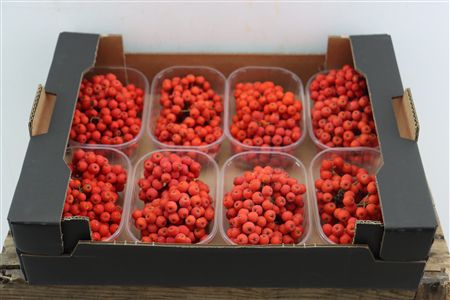 Sier Sorbusbes Red X8