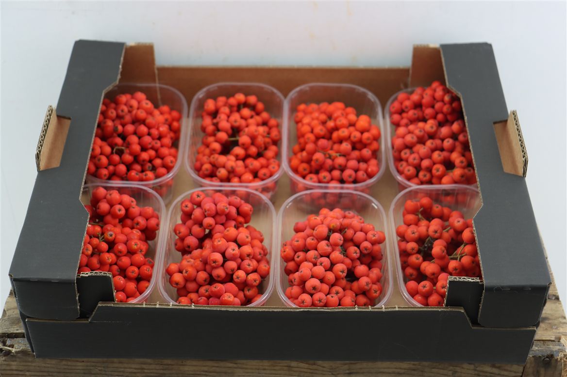 Ornamental Fruits Per Tray
