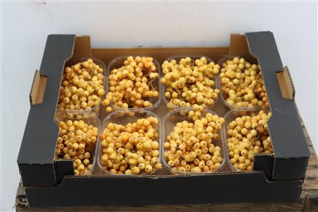 Sier Sorbusbes Creme X8