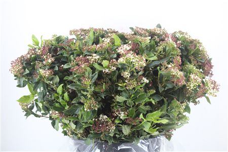 Viburnum Blooming Valery P Bunch