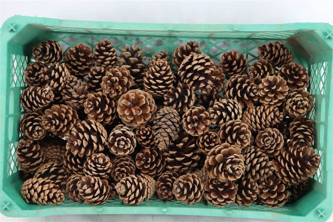 Stick Pine Cone Wax
