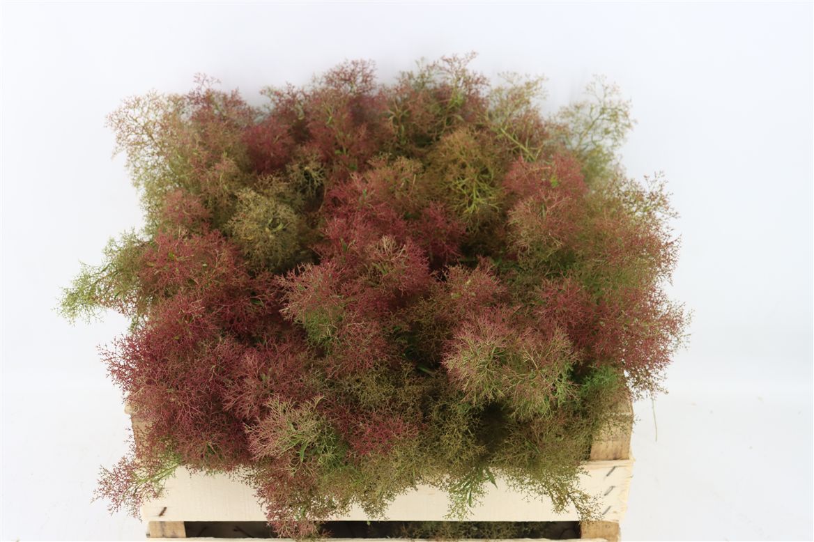 Decoratiegreen Gemen 60cm 1gram