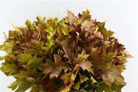 Quercus Rubra Fr Autumn Spray
