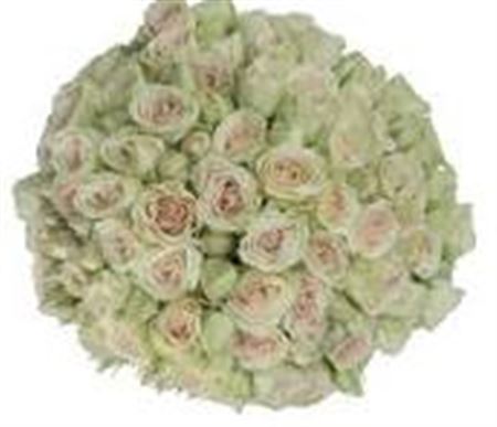R Tr Green Rosever