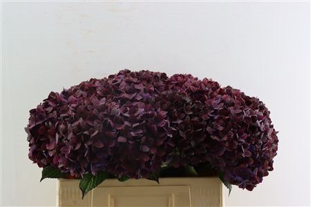 Hydr Magical Chocolade 55cm
