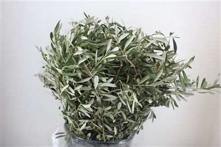 Olijf 400gr P Bunch
