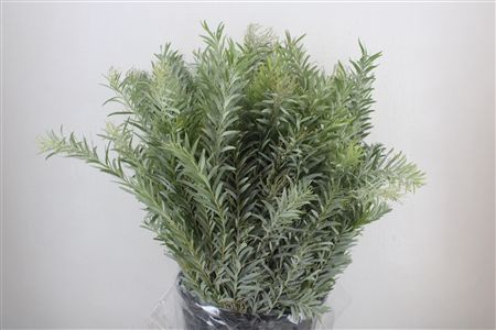 Mimosa Luna D'argento P Bunch