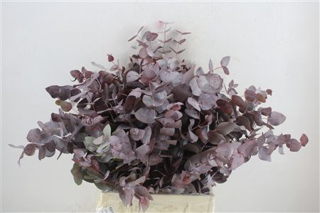 Euca Cinerea Short Red Abs 150gr P Bunch
