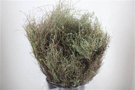 Thym Falso 400gr P Bunch