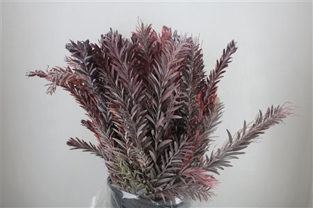 Mimosa Luna D'argento P Bunch