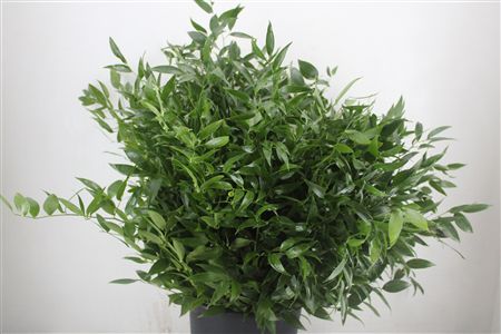Ruscus Short 400gr P Bunch