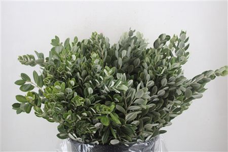 Pittosp Ralphi Leaves P Bunch