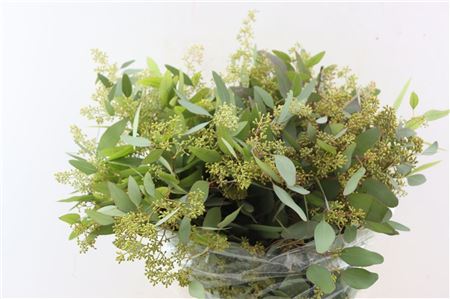 Euca Populus Berry 200 P Bunch