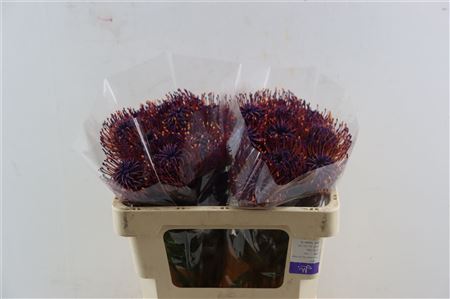 Leuco Klbh Aubergine