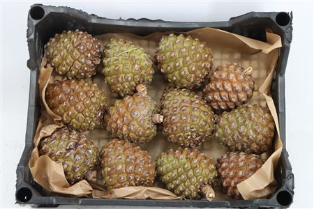 Pinea Groot X12 Crate
