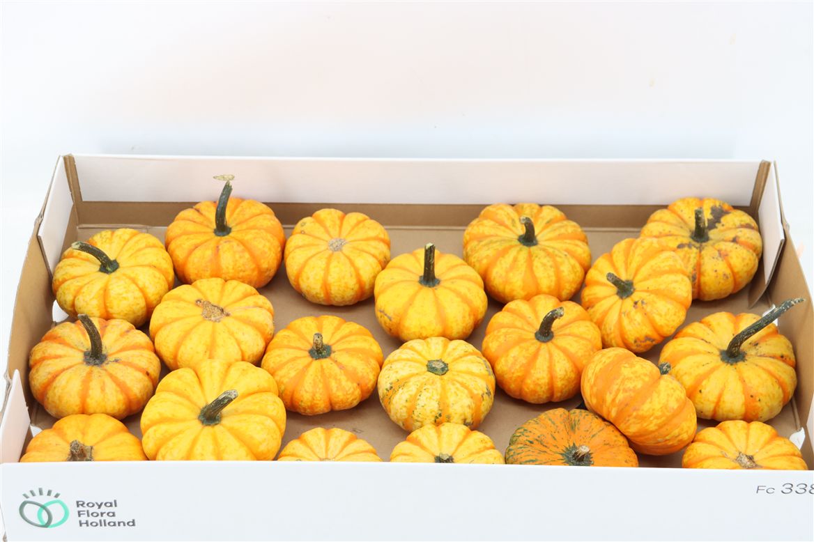 Ornamental Fruits Per Piece