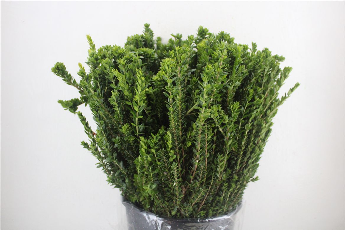 Myrtus Communis 60cm