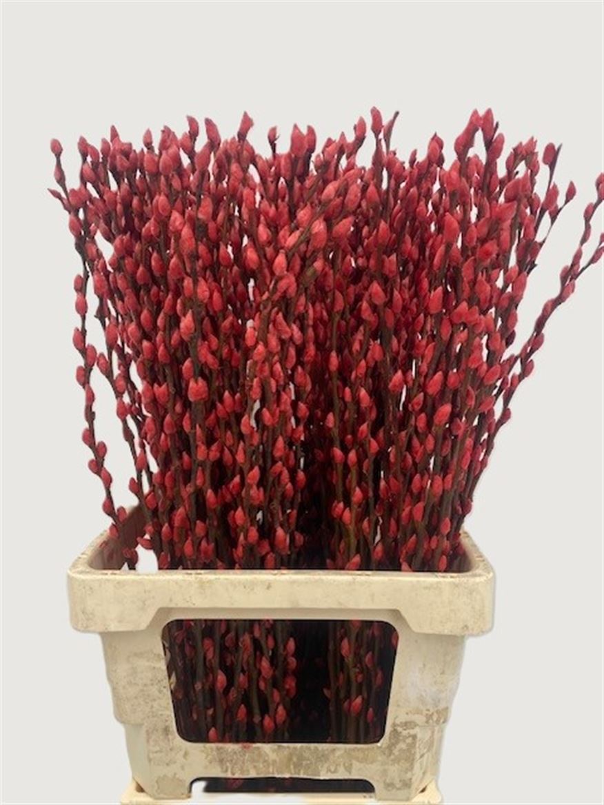 Salix Painted 70cm