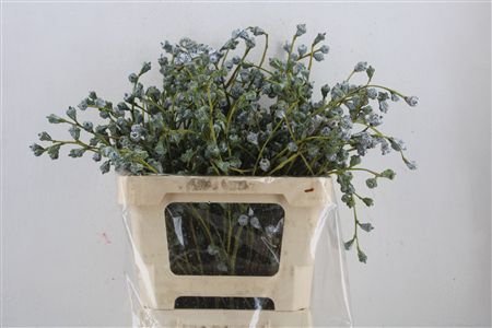 Euca Boule 300gram P Bunch