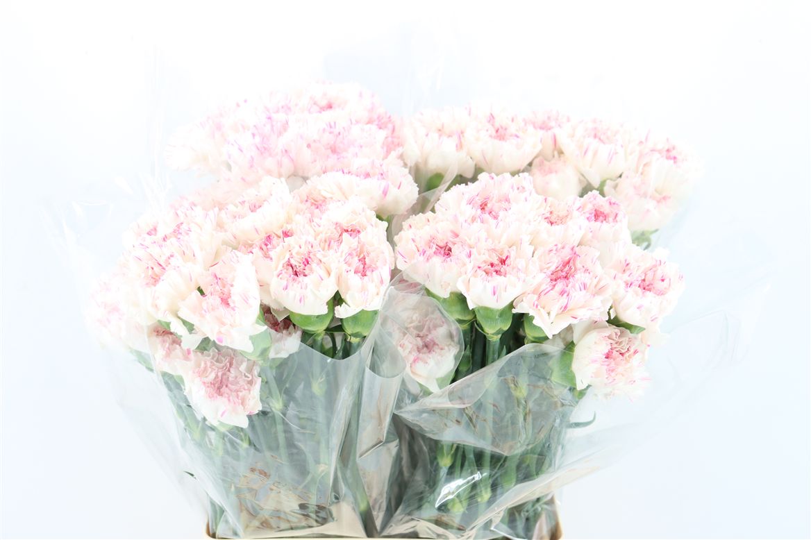 Dianthus Single Yukari Cherry 70cm