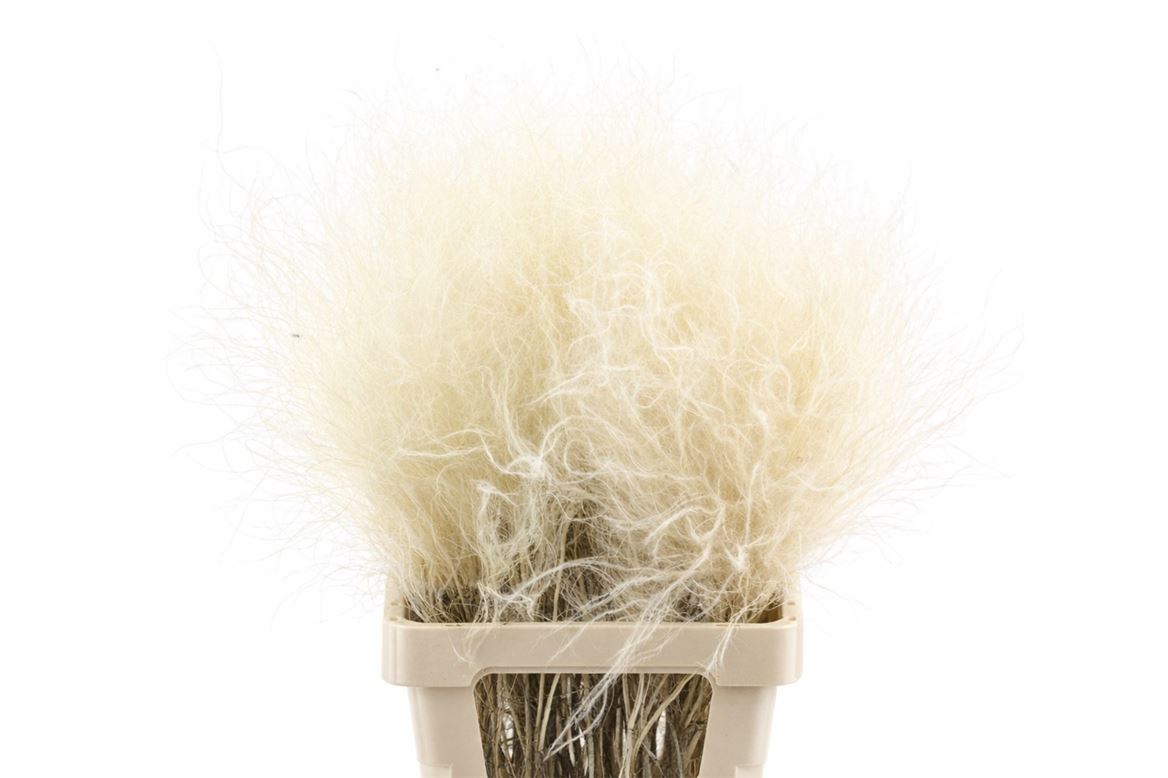 Dried Stypha Penata Natural(10 Toef) Bunch