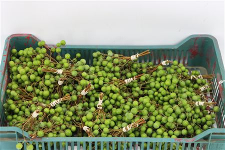 Sier Lilac De Chine P Bunch