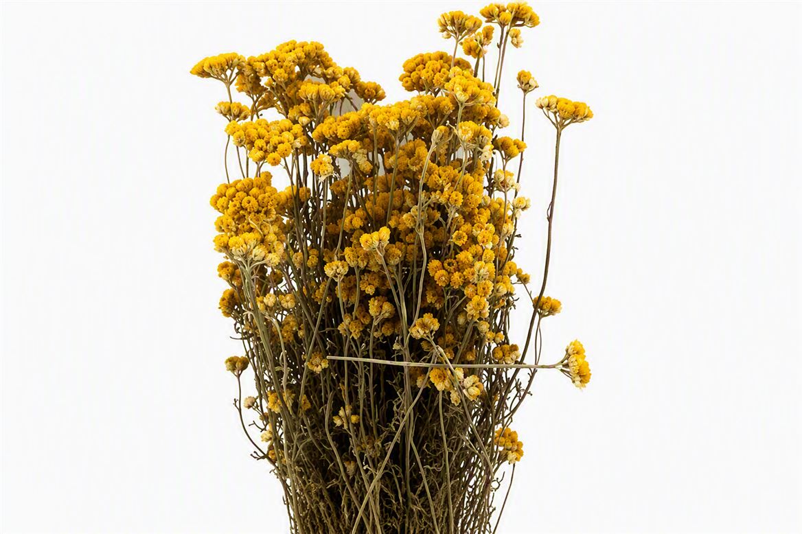 Dried Lonas Yellow Bunch