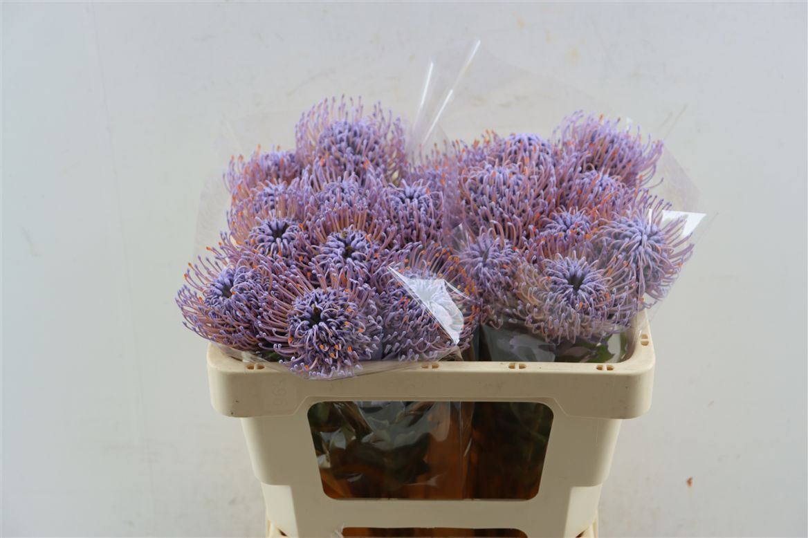 Leucospermum Naomi Painted 50cm