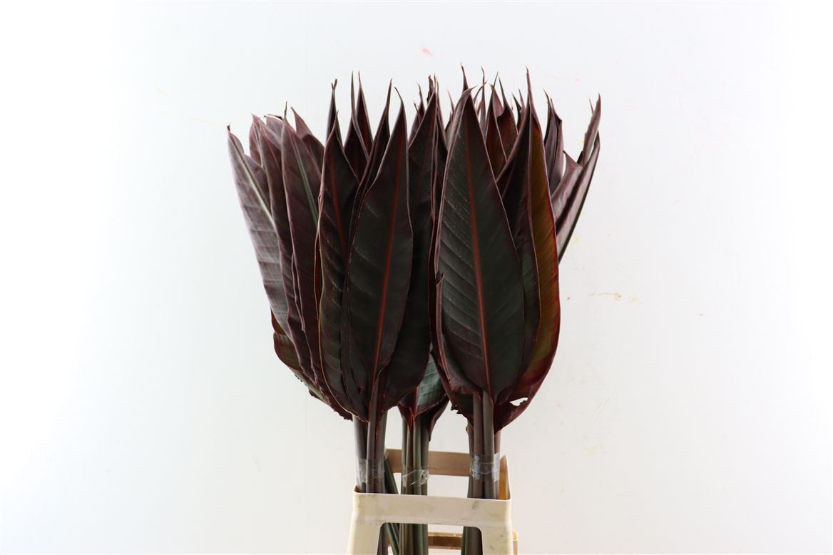 Strelitzia Bl Kl 120cm