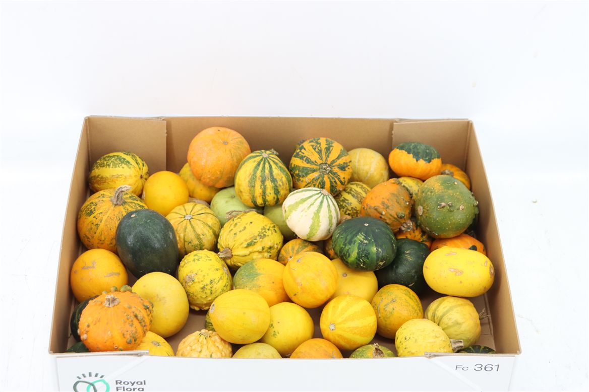 Ornamental Fruits Per Piece