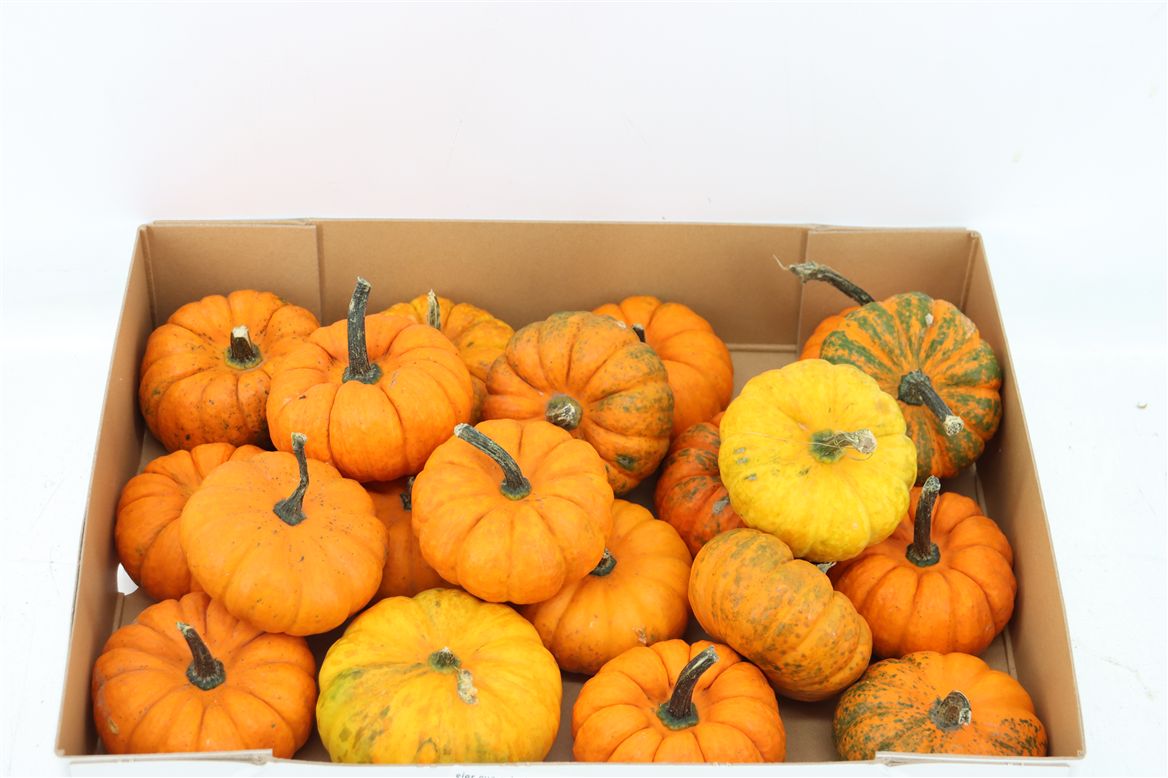 Cucurbita Jack Be Little