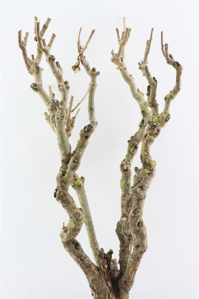Seringenhout 70cm P/tk