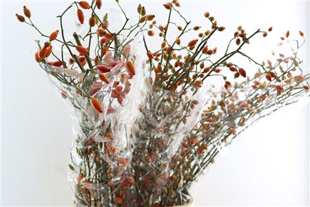 Rosa Zaffiro 120cm Ptk