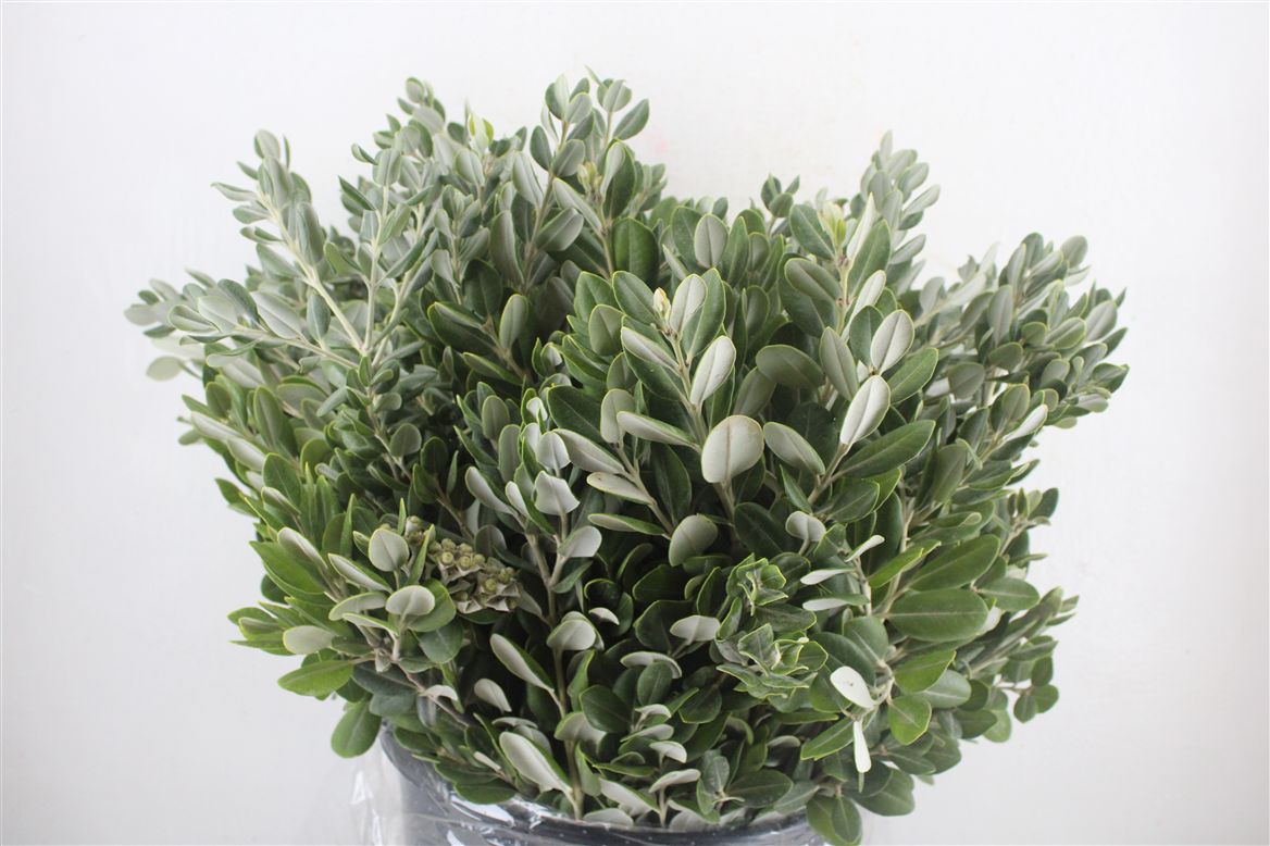 Pittosporum Per Bunch 65cm 400gram