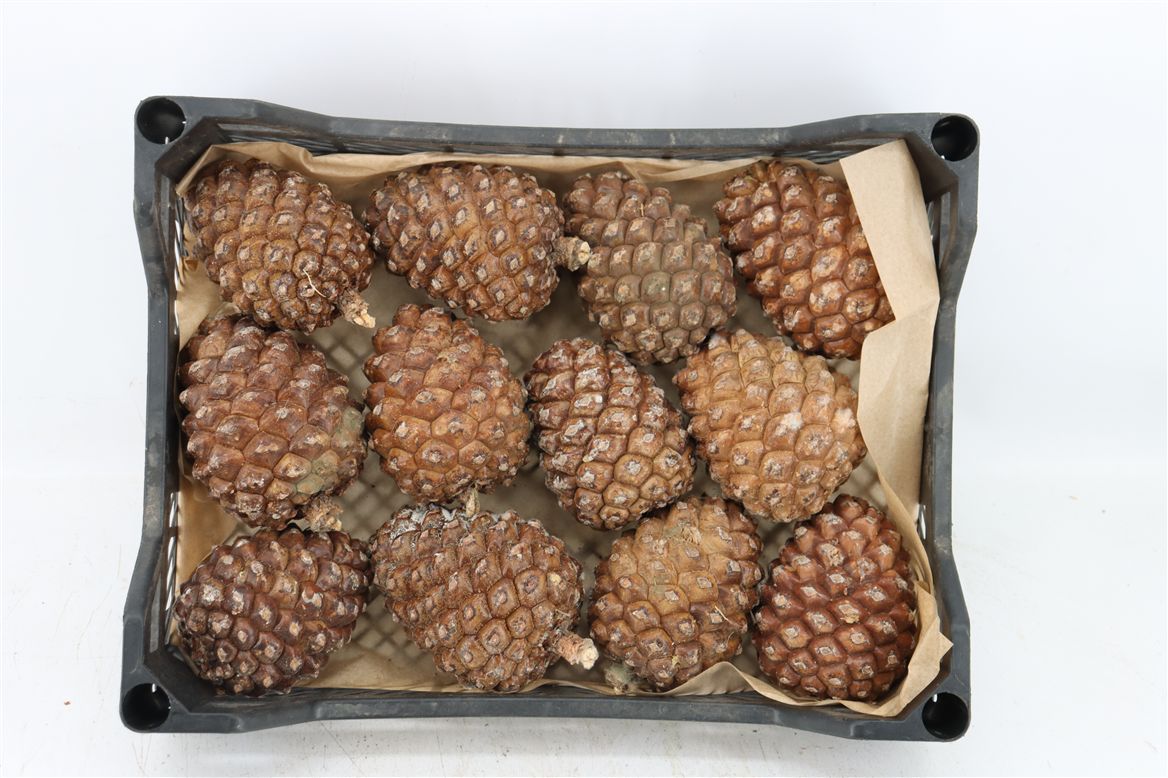 Stick Pine Cone Wax