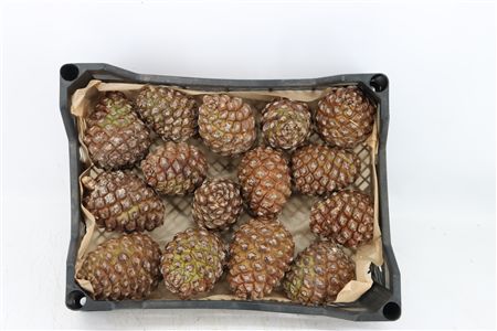Pinea Groot X15 Crate