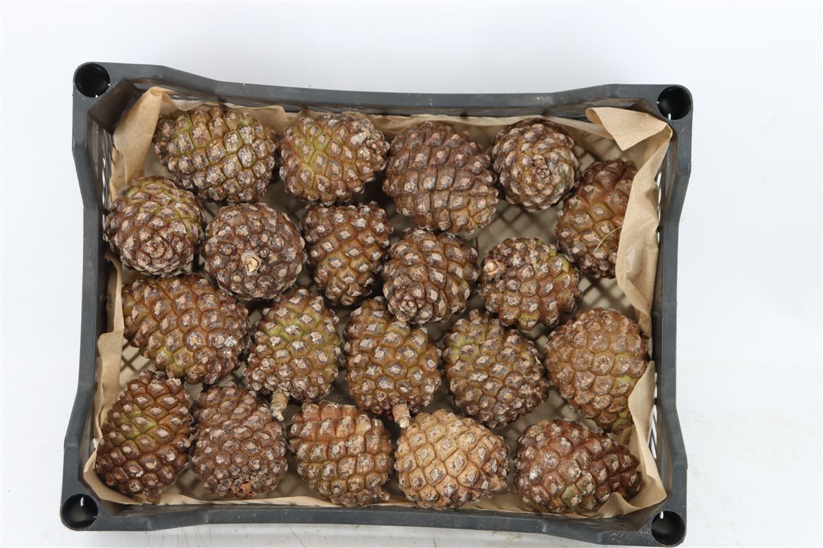 Stick Pine Cone Wax