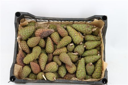 Pinea Mini Naturel X100 Crate