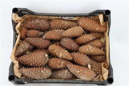 Pinea Maritima Naturel X35 Crate